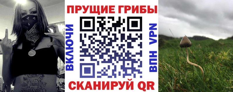 Галлюциногенные грибы Cubensis  нарко площадка какой сайт  Мыски 